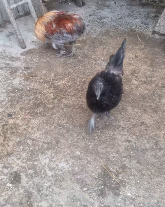 galline 