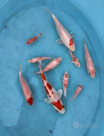Carpe Koi laghetto