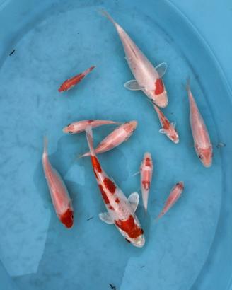 Carpe Koi laghetto