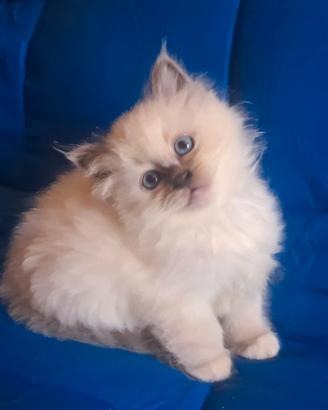 Splendida cucciola Sacro di Birmania blue point