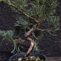 Pre Bonsai Ginepro scuola