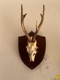 Teschio ornamentale