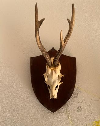 Teschio ornamentale