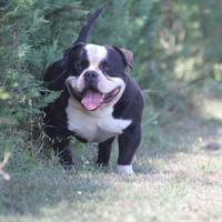 American Bully Pocket