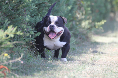 American Bully Pocket