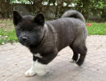 Cuccioli akita americano
