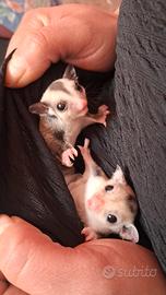 Petauri dello zucchero