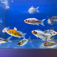 Shubunkin XL 10-12 cm in blocco