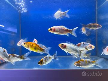 Shubunkin XL 10-12 cm in blocco