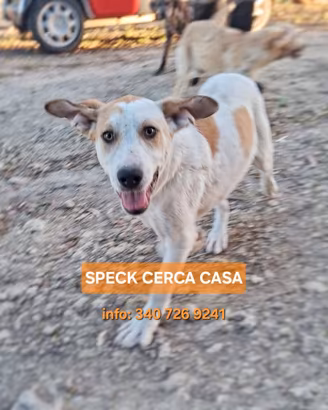 Speck cucciolo futura taglia media