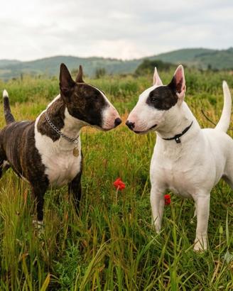 Bull terrier miniature