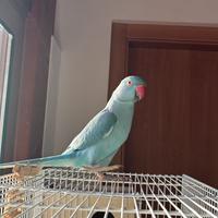 Parrocchetto pappagallo