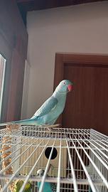 Parrocchetto pappagallo