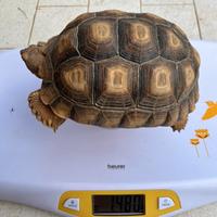 Tartaruga Sulcata e Pardalis