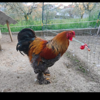 Gallo Brahma