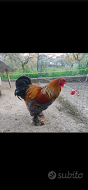 Gallo Brahma