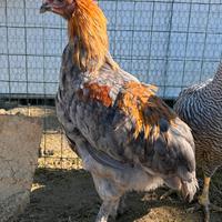 Gallo olivegger F2 4 mesi