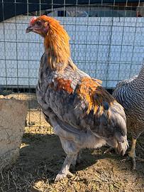 Gallo olivegger F2 4 mesi