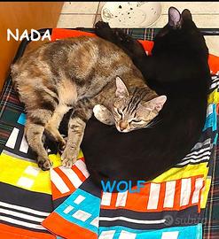 NADA e WOLF gatti di 1 anno