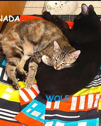 NADA e WOLF gatti di 1 anno