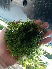 Muschio Christmas Moss per acquario 