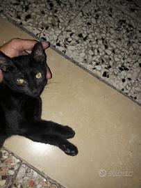 Gatto nero taglia mini dolcissimo