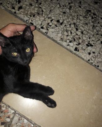 Gatto nero taglia mini dolcissimo