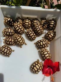 Tartaruga
