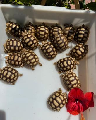 Tartaruga