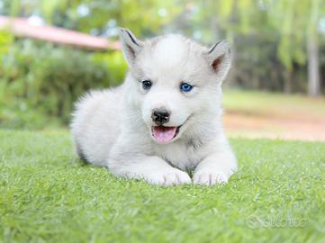 Husky cucciola disponibile