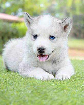 Husky cucciola disponibile