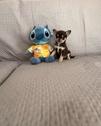 Chihauahua mini toy