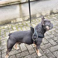 Bulldog francese disponibile per monta
