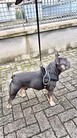 Bulldog francese disponibile per monta