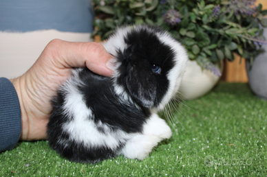 Coniglio ariete nano e minilop puro