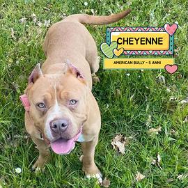 Cheyenne american bully 5 anni in adozione