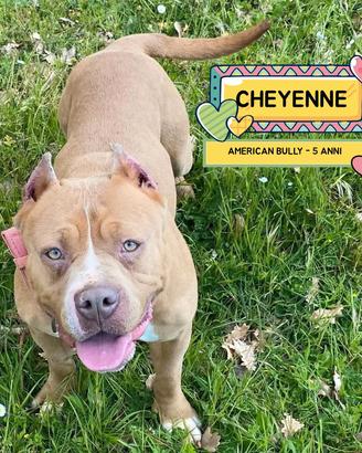 Cheyenne american bully 5 anni in adozione