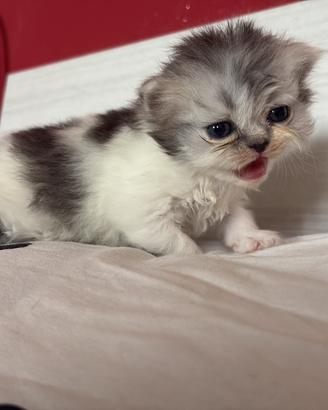 Dolcissime gattine di Persiano