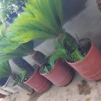 Cycas