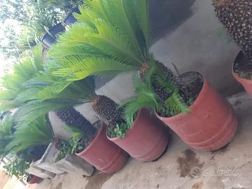 Cycas