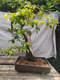 bonsai e prebonsai