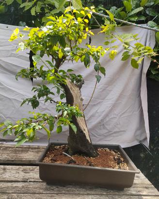 bonsai e prebonsai