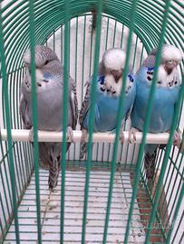 Cocorite inglesi allevatore della razza 5azm