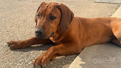 Jabari e Zani : cuccioli di Rhodesian Ridgeback