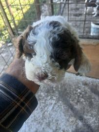 Cucciole lagotto