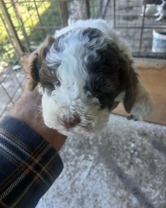 Cucciole lagotto