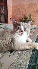 Selkirk rex cucciolo con pedigree