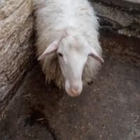 Animali agnellone