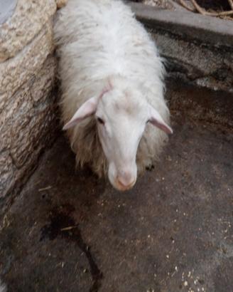 Animali agnellone