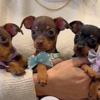 Pinscher Chihuahua prazsky